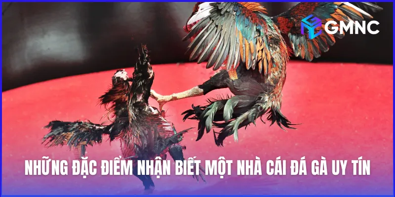 Đặc điểm cần có của một nhà cái đá gà uy tín, đáng tin cậy